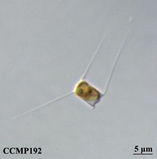 CCMP192 | NCMA at Bigelow Laboratory